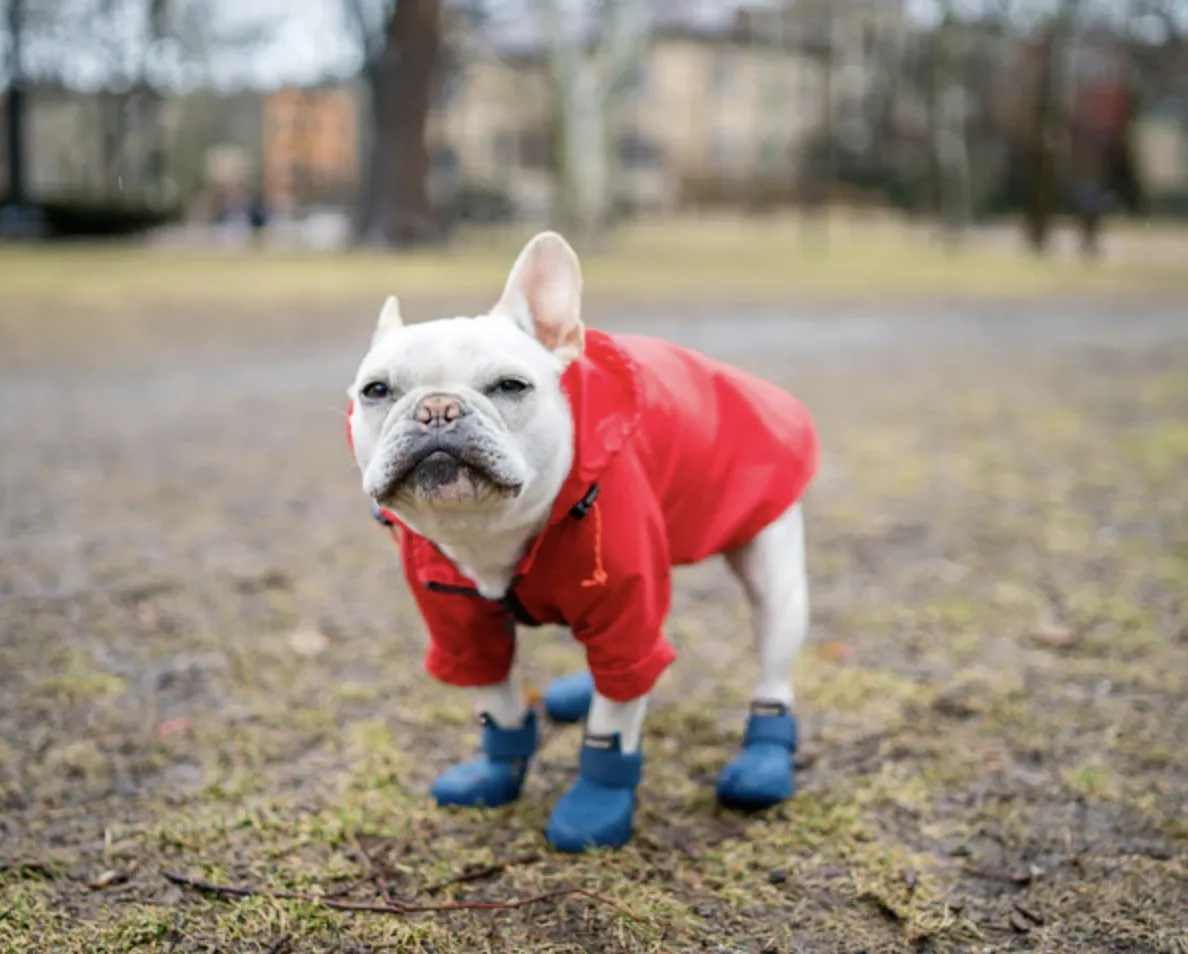 Wagwear WagWellies Boots Orange